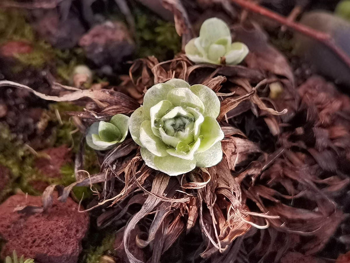 Leontopodium alpinum en fleurs dans les éboulis calcaires des Pyrénées